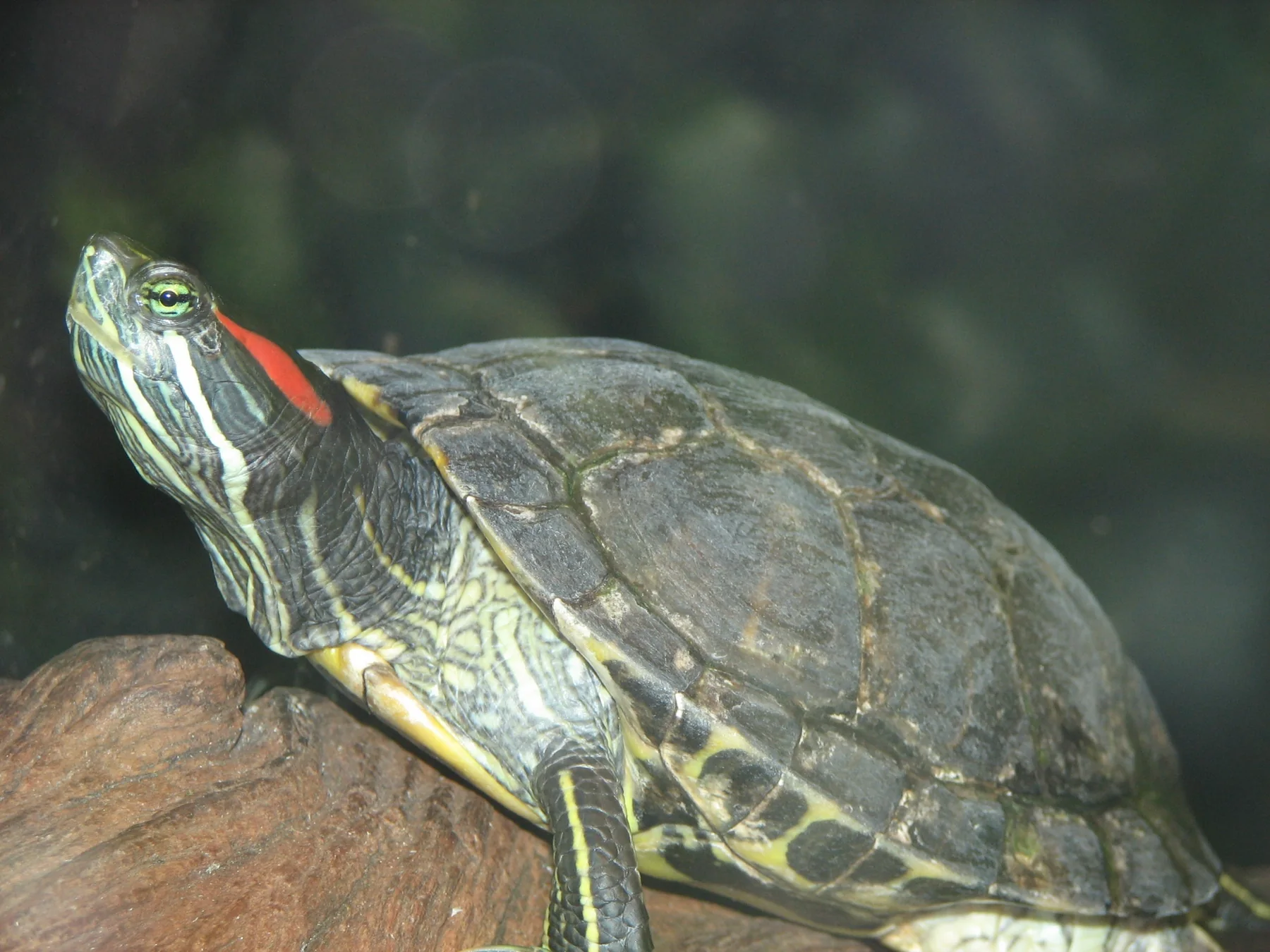 Red-eared slider resting at the water's edge