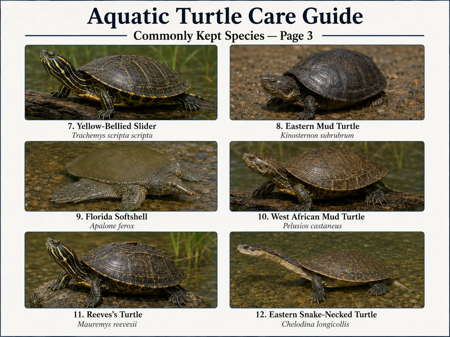 Labeled photorealistic species page showing yellow-bellied slider, eastern mud turtle, Florida softshell, West African mud turtle, Reeves's turtle, and eastern snake-necked turtle, numbered 7 through 12