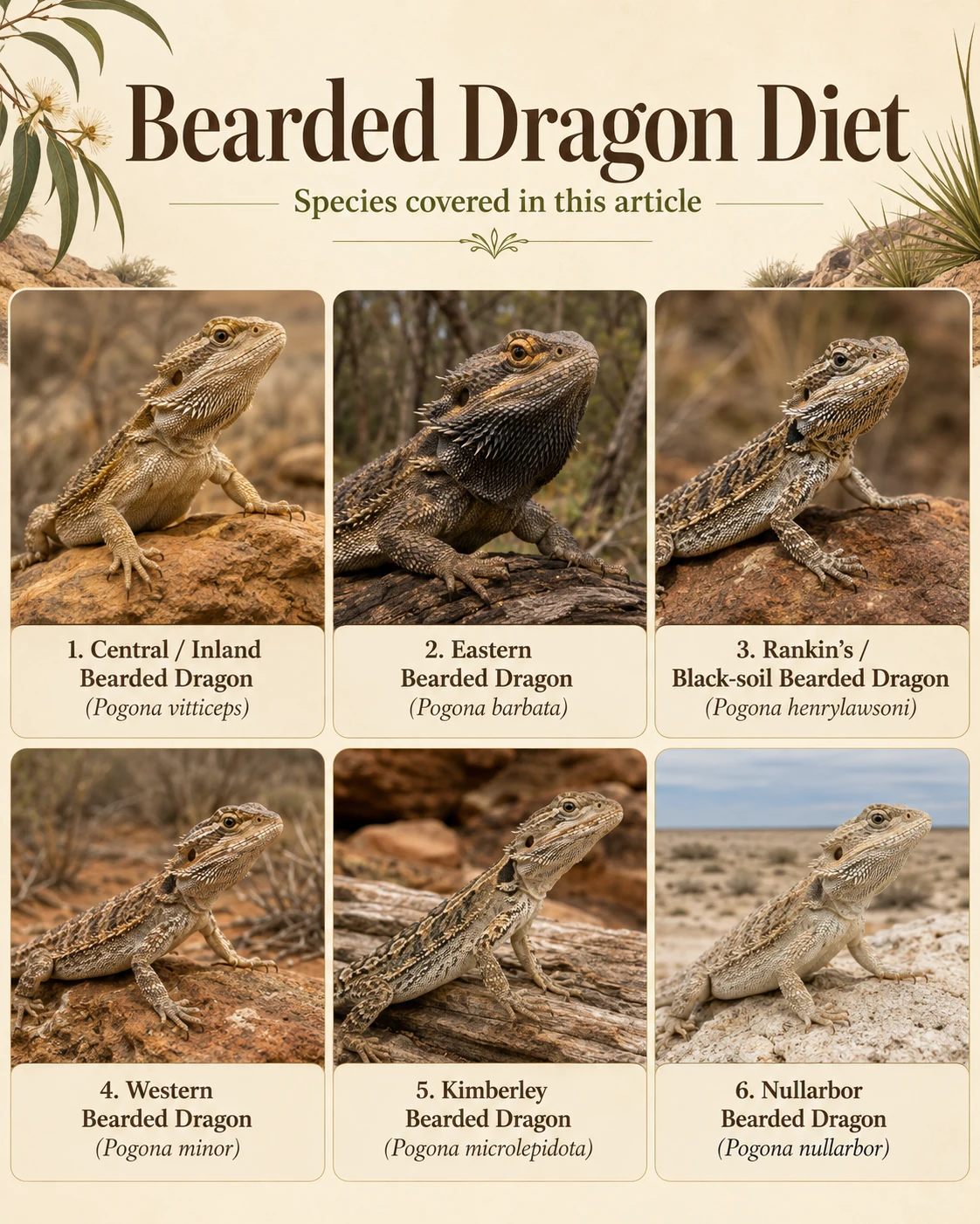 Labeled photorealistic illustration showing the six species of bearded dragons covered in this guide