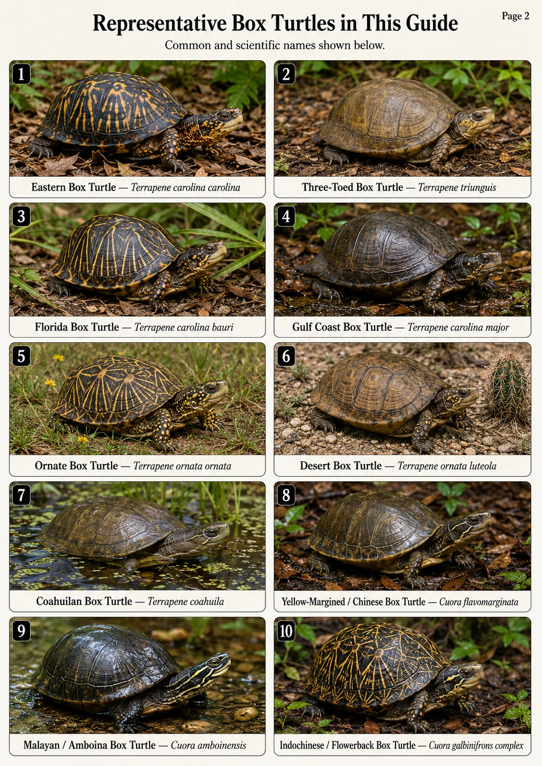 Labeled photorealistic reference page showing the box turtle types discussed in the article, including eastern, three-toed, Florida, Gulf Coast, ornate, desert, Coahuilan, yellow-margined, Malayan or Amboina, and Indochinese or flowerback box turtles