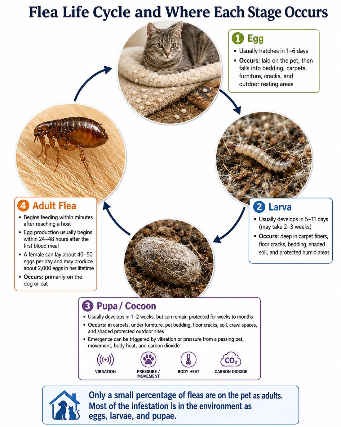 Diagram of the flea life cycle showing egg, larva, pupa or cocoon, and adult flea stages, with labels showing where each stage occurs