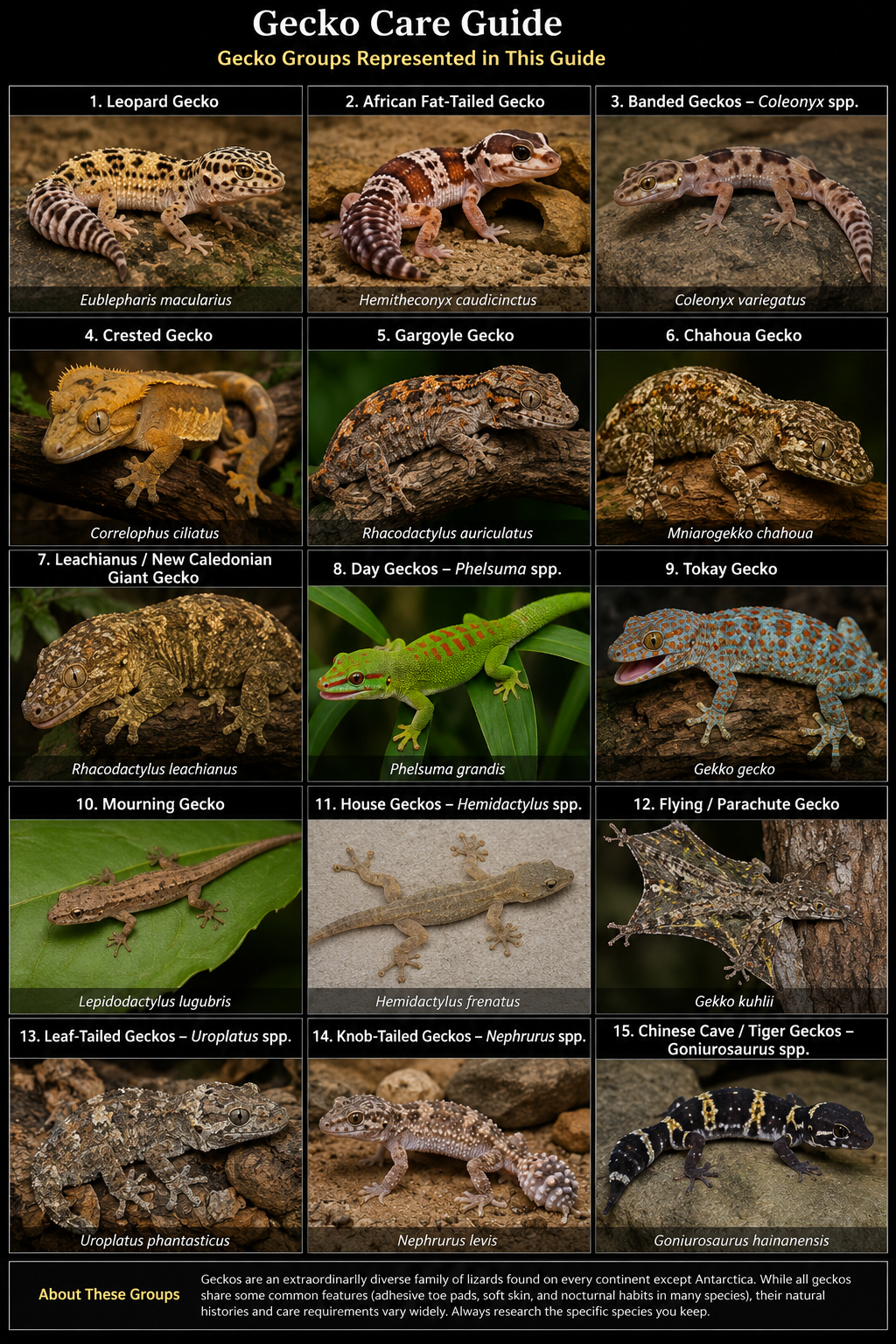 Labeled photorealistic reference page showing Leopard Gecko, African Fat-Tailed Gecko, Banded Geckos, Crested Gecko, Gargoyle Gecko, Chahoua Gecko, Leachianus Gecko, Day Geckos, Tokay Gecko, Mourning Gecko, House Geckos, Flying or Parachute Gecko, Leaf-Tailed Geckos, Knob-Tailed Geckos, and Chinese Cave or Tiger Geckos
